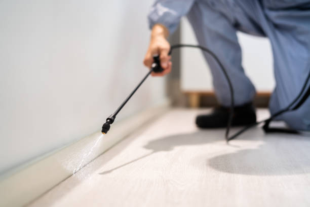 Licensed Ant Control service in Nevada City, CA - Nex Pest Control